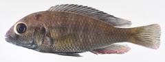 Haplochromis paucidens