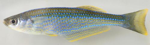 Tanganyika lampeye (Lamprichthys tanganicanus) — Poeciliidae — 3