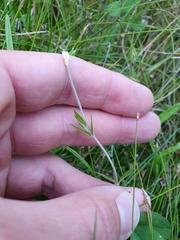 Epilobium insulare