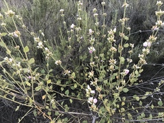 Malacothamnus densiflorus