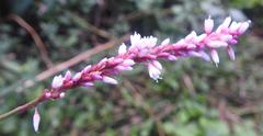 Persicaria setosula