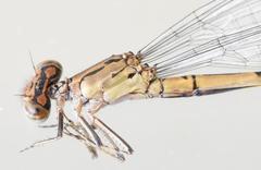 Pseudagrion sublacteum