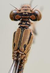 Pseudagrion sublacteum