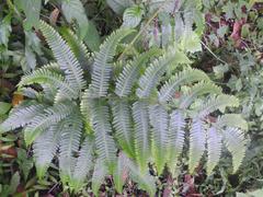 Pteris friesii