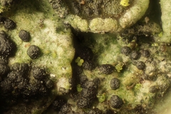 Arthonia parietinaria