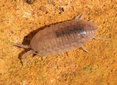 Proporcellio