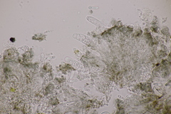 Arthonia parietinaria