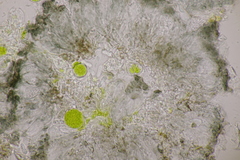 Arthonia parietinaria