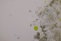 Arthonia parietinaria