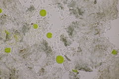 Arthonia parietinaria