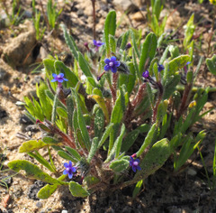 Anchusa aggregata