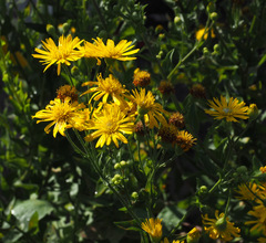 Heterotheca subaxillaris