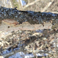 Vuilleminia comedens