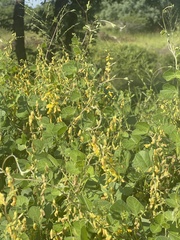 Rhynchosia minima prostrata