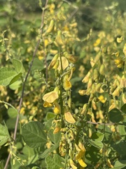 Rhynchosia minima prostrata