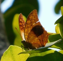 Charaxes varanes