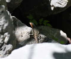 Sceloporus parvus