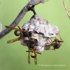 Polistes variabilis