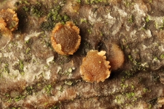 Pezicula ocellata