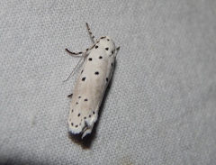 Ethmia coscineutis