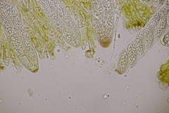 Pezicula ocellata