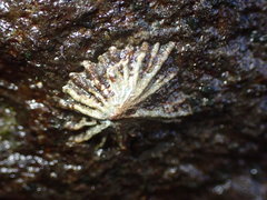 Siphonaria normalis
