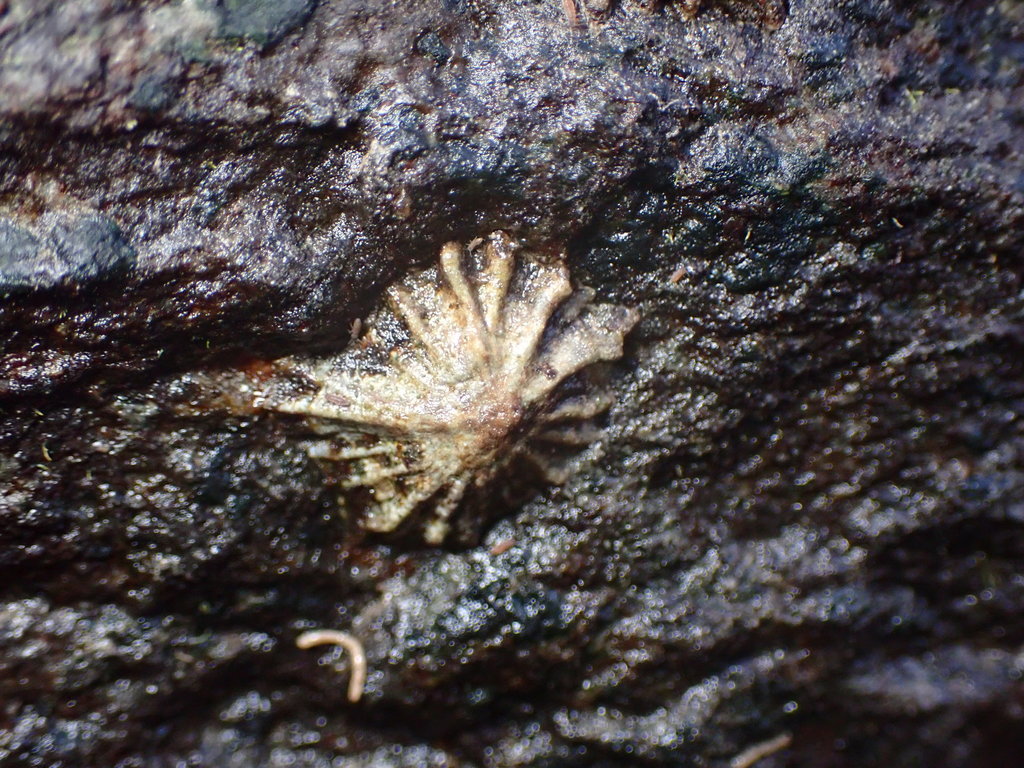 False 'Opihi
