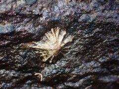 Siphonaria normalis