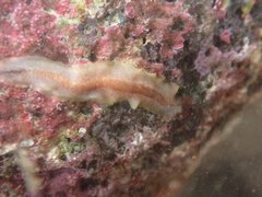 Leptoplanoidea