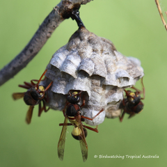 Polistes variabilis
