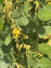 Rhynchosia minima prostrata