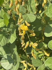 Rhynchosia minima prostrata