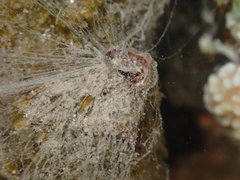 Thylacodes variabilis