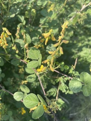 Rhynchosia minima prostrata