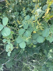 Rhynchosia minima prostrata