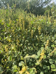 Rhynchosia minima prostrata