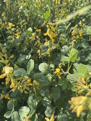 Rhynchosia minima prostrata