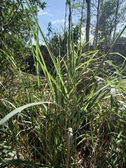 Panicum coloratum