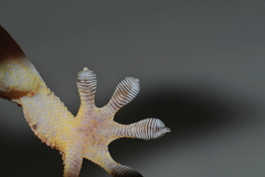 Tarentola americana
