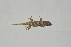 Tarentola americana