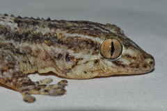 Tarentola americana