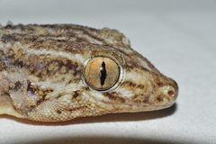 Tarentola americana
