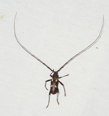 Eburia longicornis