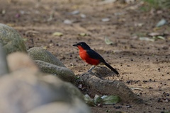 Laniarius erythrogaster