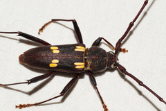 Eburia longicornis