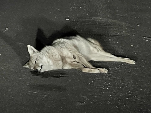 Coyote photographed in New Mexico