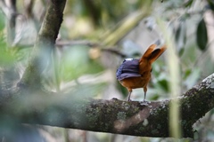 Cossypha niveicapilla