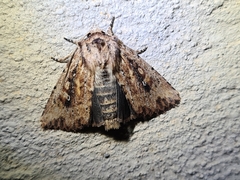 Dasygaster nephelistis