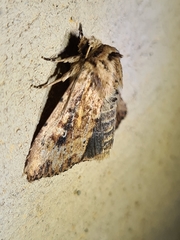 Dasygaster nephelistis