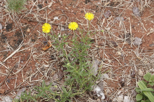 Image of Felicia mossamedensis by no rights reserved